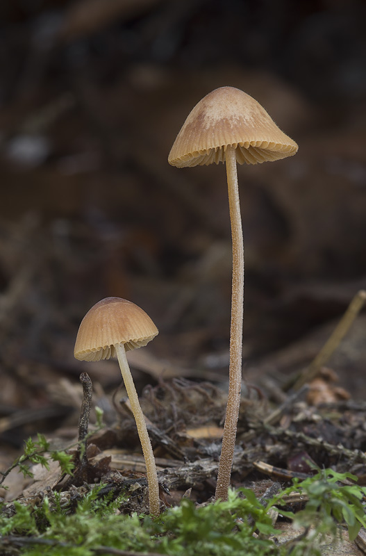 Conocybe echinata